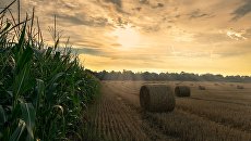 Зеленский передал 2 млн гектаров сельхозугодий общинам, но распоряжаться ими можно будет только после выборов