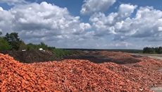 Под Киевом отчаявшийся фермер вывез тонны моркови на свалку - видео