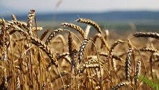Украинская пшеница послужит укреплению стратегических резервов Египта