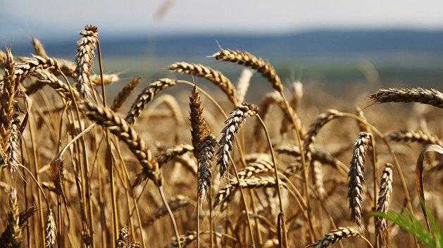 «Зерно как оружие»: эксперт сказал, кто может спасти от голода бедные страны