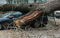 Ураган в Одессе: 60-летнюю женщину насмерть придавило упавшее дерево