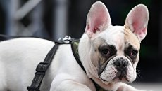 Не успели спасти. Украинский живодер использовал свою собаку вместо боксерской груши