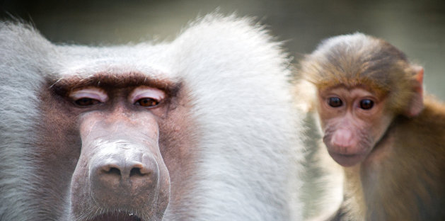 «Выявили новые случаи заражения смертельным вирусом»: Оспа обезьян стремительно распространяется по Британии