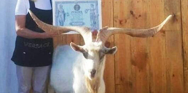 На Украине нашли самого рогатого козла