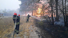 Почему горят леса на Донбассе