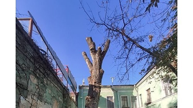 Легендарный «пушкинский» тополь уничтожили в Одессе Легендарный «пушкинский» тополь уничтожили в Одессе