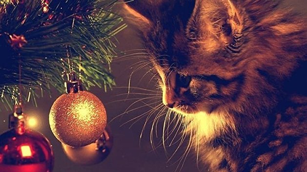 Безопасный Новый год с питомцами: украинский ветеринар дал советы по украшению елки