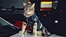 На Украине коту присвоили звание майора: зачем это придумали