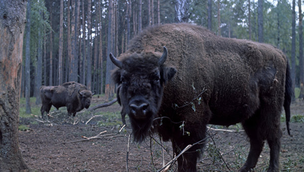 Большие выходные в Белоруссии. 5 туристических мест, куда стоит съездить на майские праздники