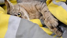 Вцепился в яйца: ролик с любопытным украинским котом покорил мир — видео