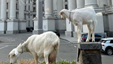 «Новые сотрудники»: у здания МИД Украины заметили коз