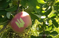 На Украине ко Дню независимости вырастили яблоки с трезубцами