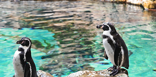 Украинцы впервые смогут увидеть перуанских пингвинов