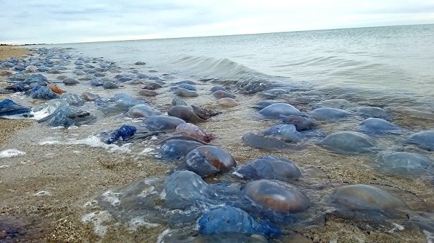 Пляжи под Одессой заполонили миллионы медуз Пляжи под Одессой заполонили миллионы медуз
