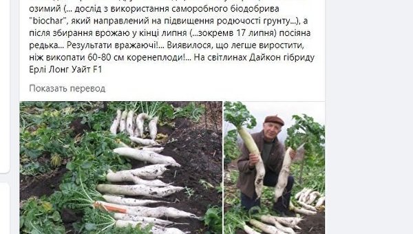 Под Киевом вырос аномальный корнеплод Под Киевом вырос аномальный корнеплод