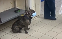 «Умнее украинцев»: пес показал людям пример ответственного поведения