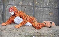 «У Зеленского дурь отнял?» Директор Одесского зоопарка нападал на женщин в костюме тигра
