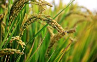 «Белое золото Крыма»: рис спасает сёла полуострова