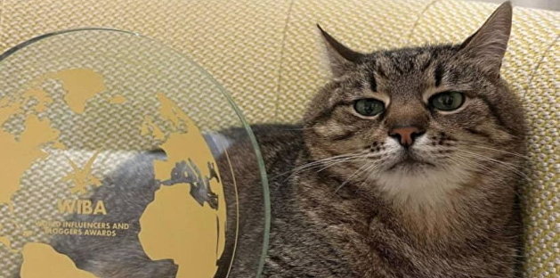 «Грустный» харьковский кот Степан получил международную премию