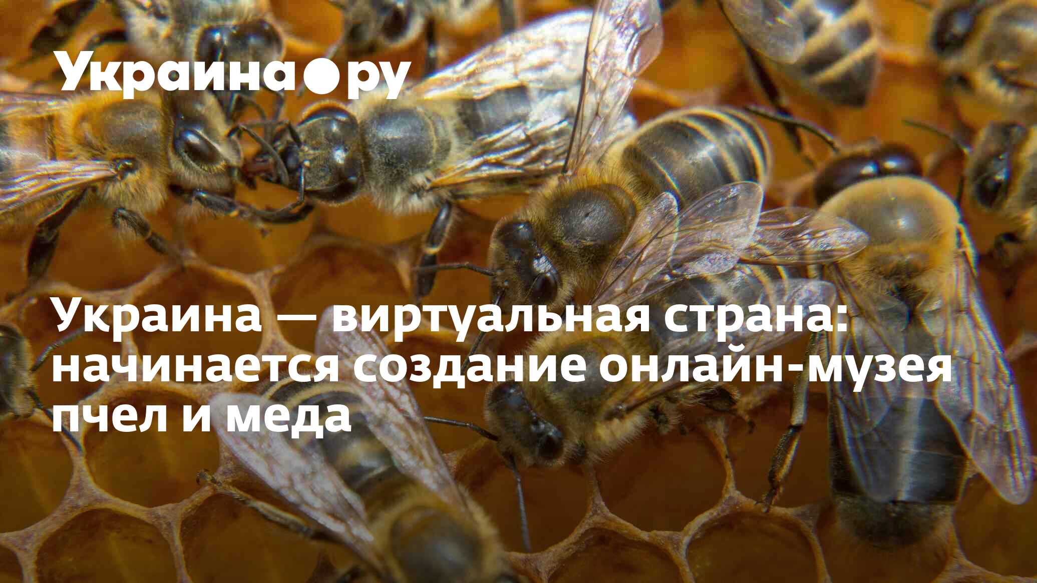 Украина — виртуальная страна: начинается создание онлайн-музея пчел и меда  - 02.08.2022 Украина.ру