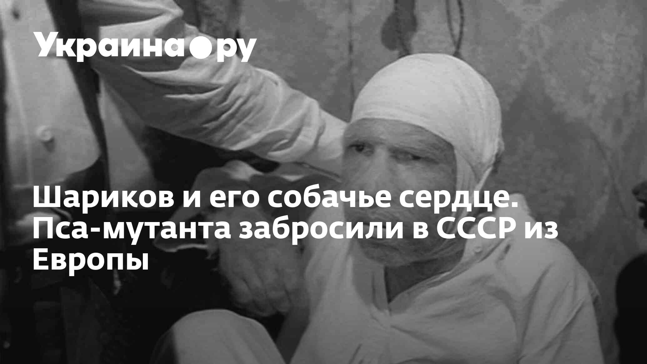 Шариков и его собачье сердце. Пса-мутанта забросили в СССР из Европы -  13.07.2022 Украина.ру