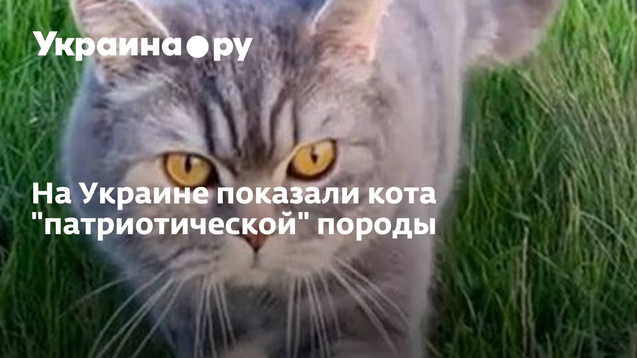 Коты в Украине