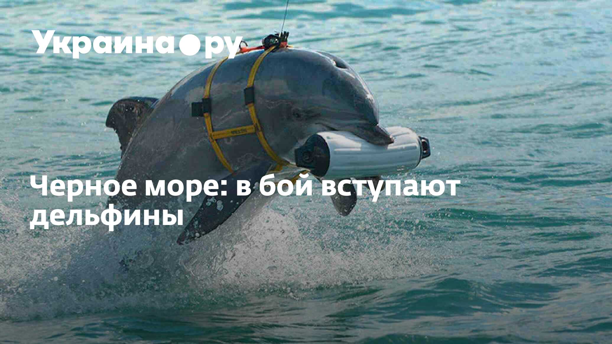 Вид дельфинов в черном море