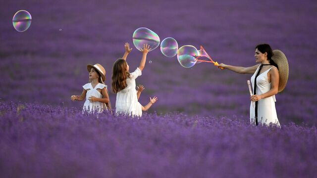 © РИА Новости . Константин Михальчевский / Лавандовые поля в Крыму Земля в обмен на паспорт: как война открыла Украине путь к распродаже ресурсов