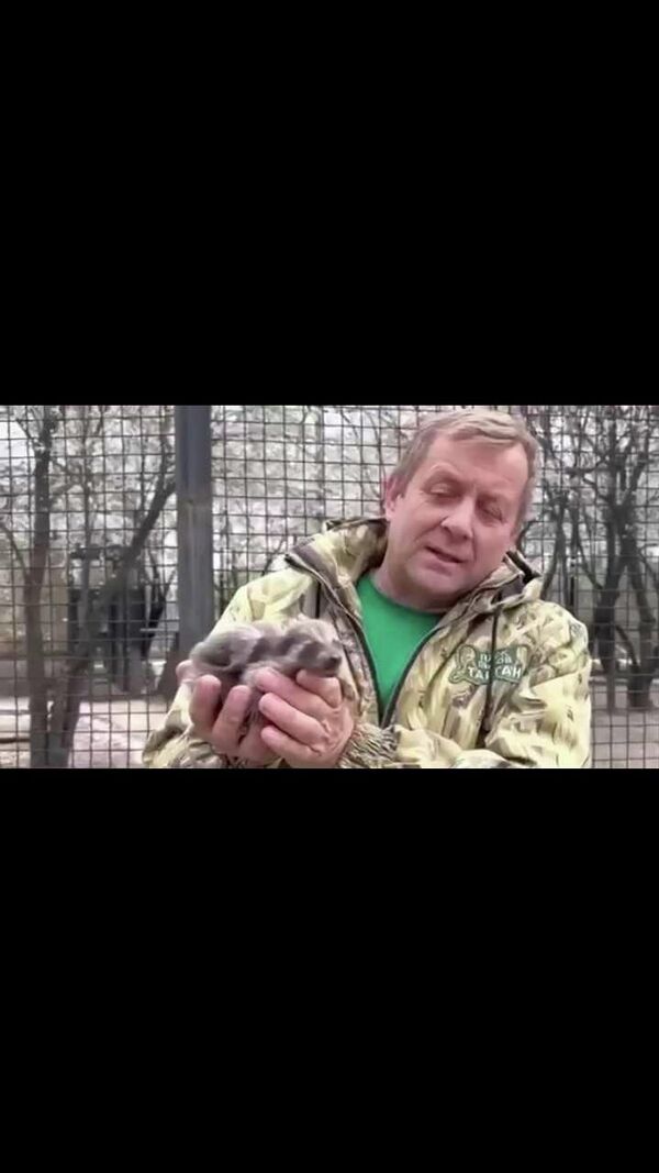 Енот в Крыму