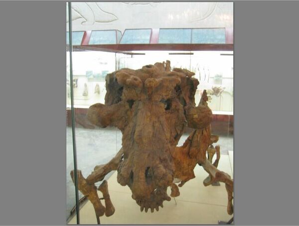 Череп эстемменозуха в Палеонтологическом музее в Москве