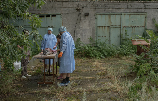 Проведение вскрытия дельфина в Одессе