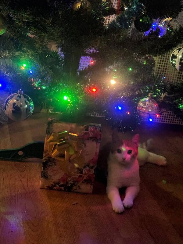 Кошка-СВОшка