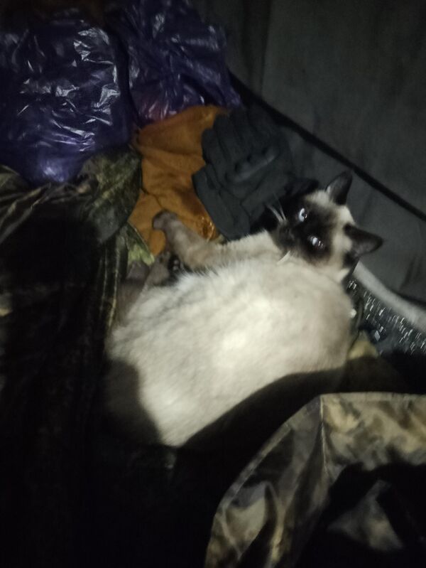 Кот в землянке