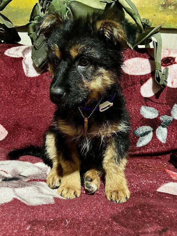 Печенег с пулей на цепочке