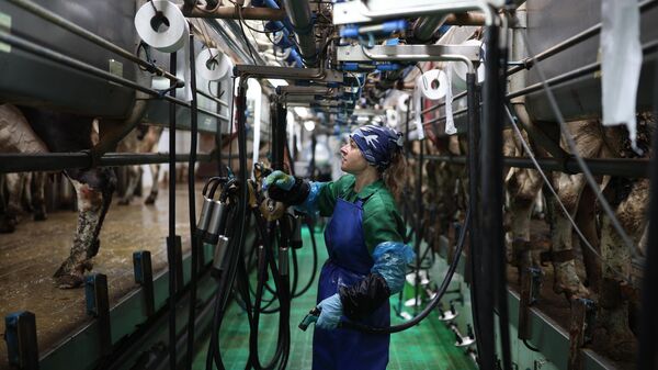 Работа молочно-товарной фермы в Краснодарском крае