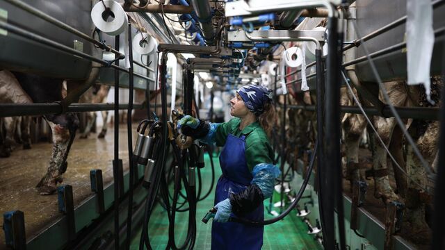 Не в корову корм. Что показало сравнение украинской и российской молочной промышленности