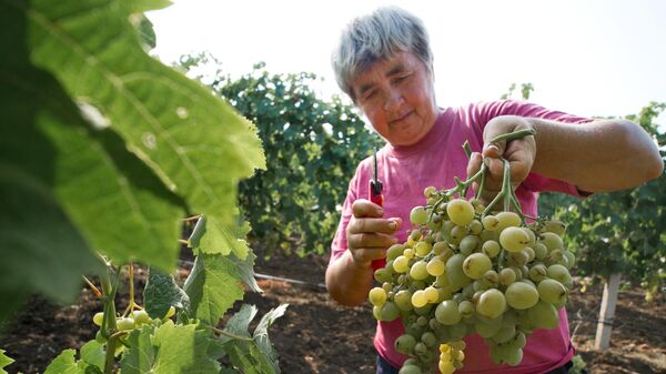 Сбор фруктов в Крыму