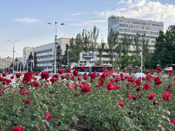 Донецк, лето, тюльпаны