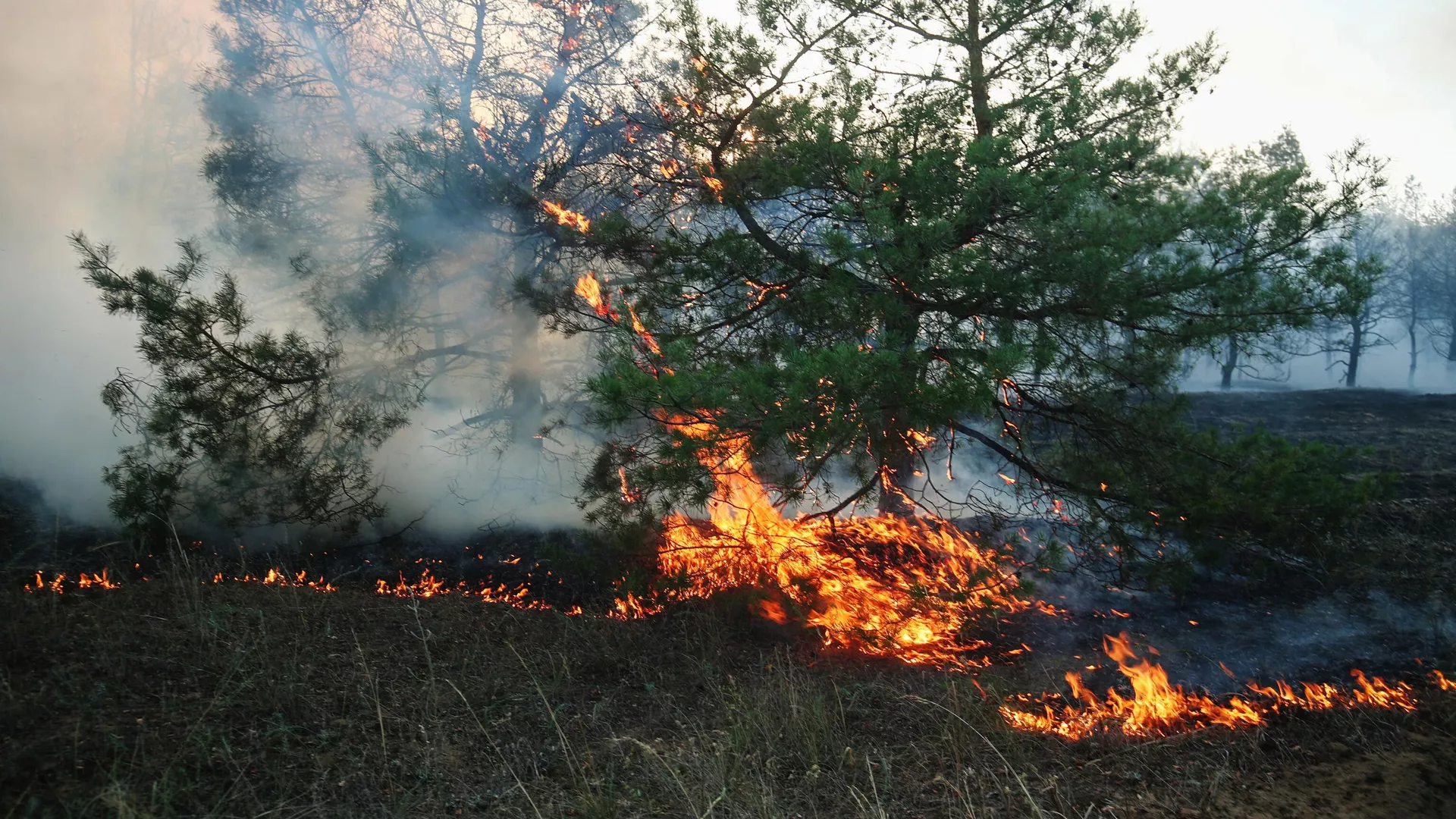 Экотерроризм ВСУ, атака на Кубань. Главное на Украине на утро 6 июля -  06.07.2024 Украина.ру