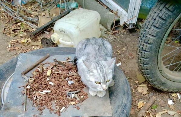 Брендовая кошка