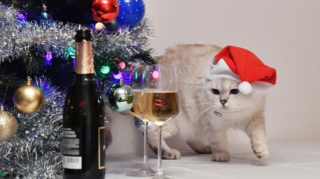 Синие и зелёные - не покупаем. Что делать с кошкой, которая хочет съесть гирлянду?