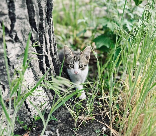 © Игорь Гомольский