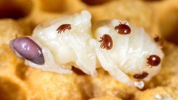 Varroa destructor