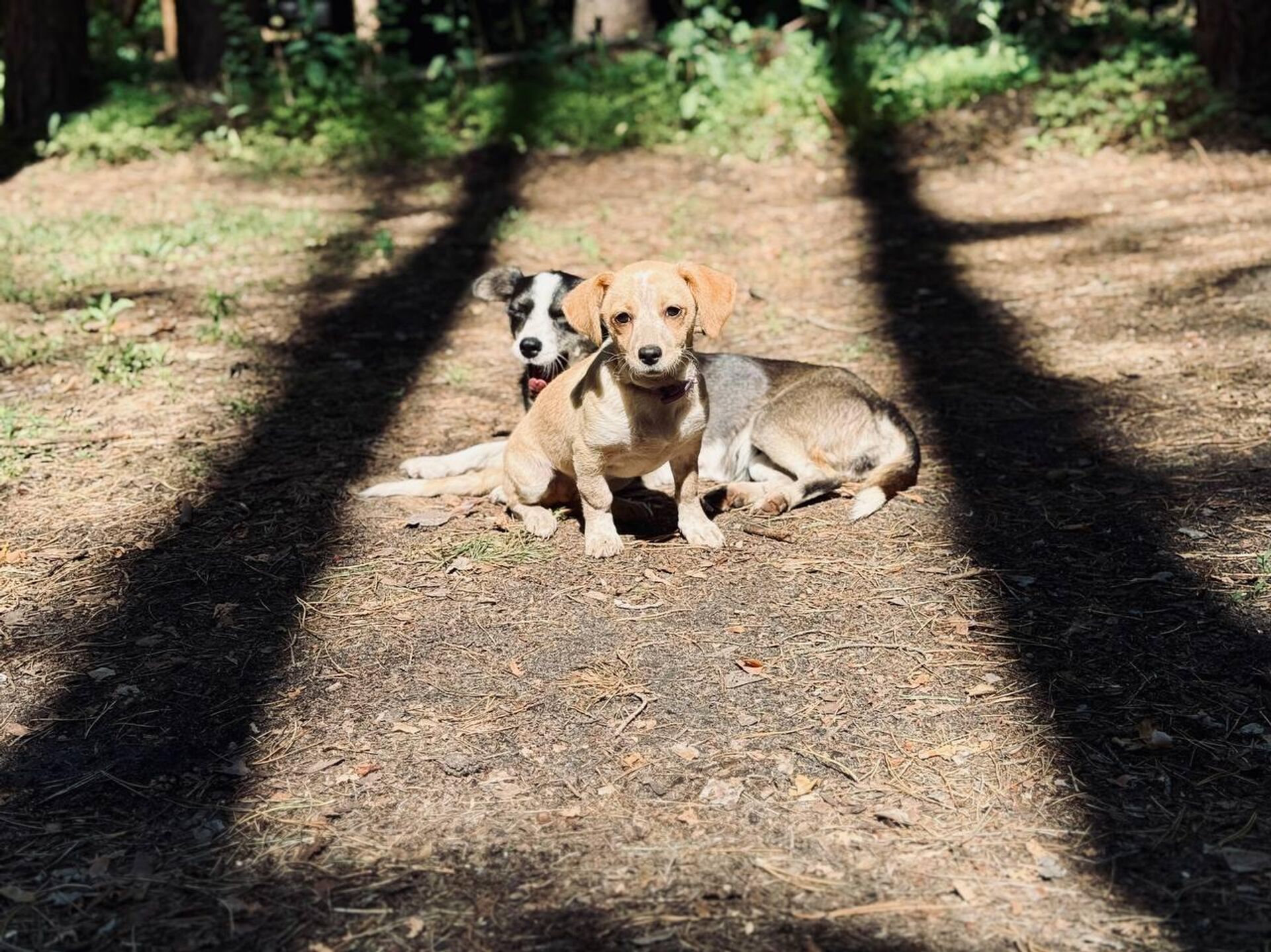   - РИА Новости, 1920, 12.08.2025