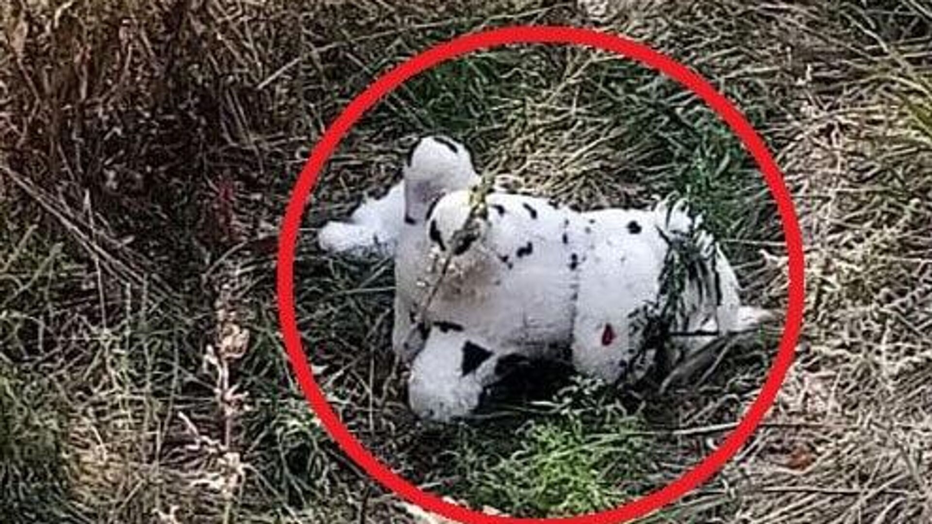 - РИА Новости, 1920, 25.08.2025