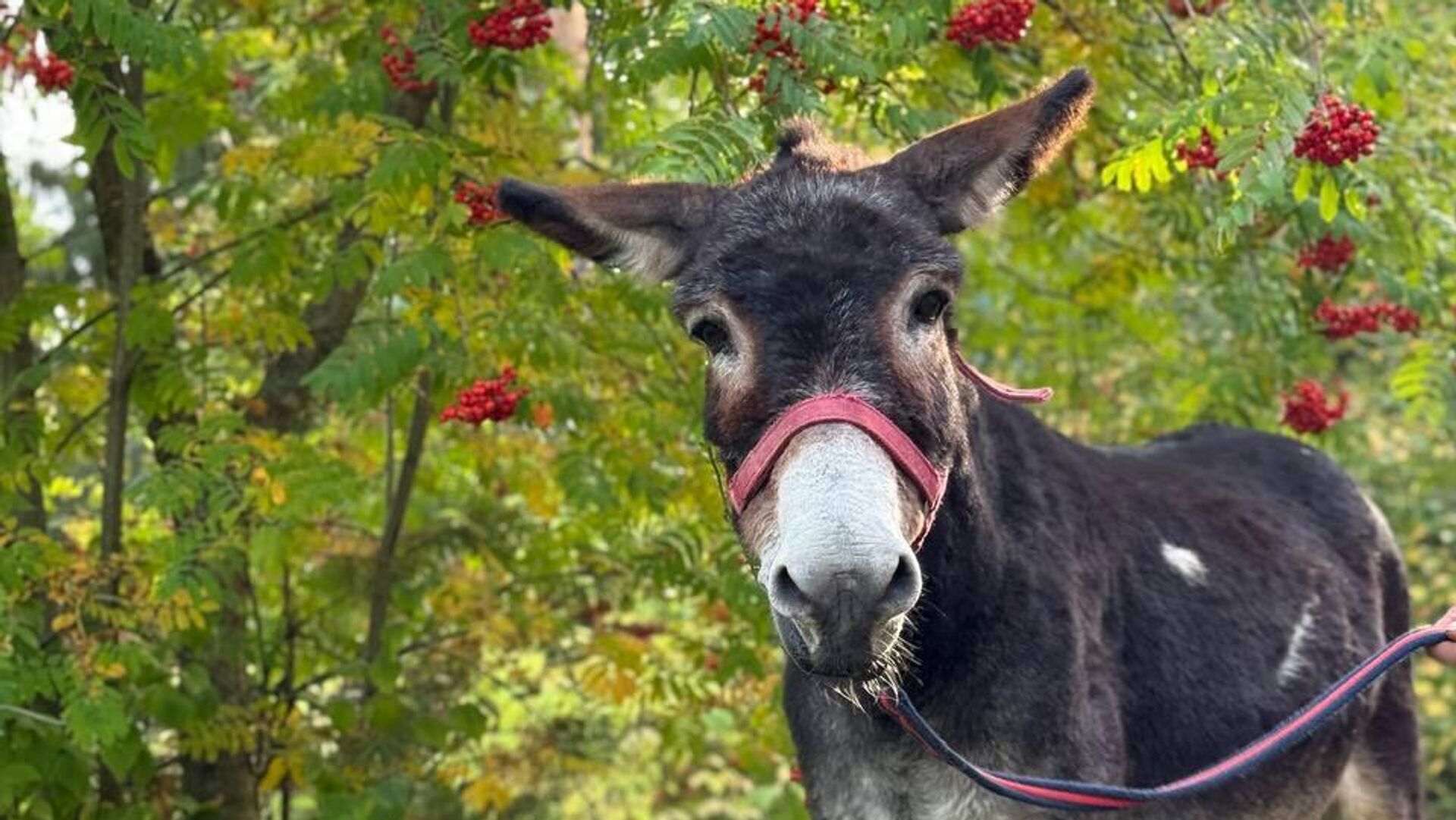 В зоопарке Великого Устюга появился боевой ослик В зоопарке Великого Устюга появился боевой ослик - РИА Новости, 1920, 16.09.2025