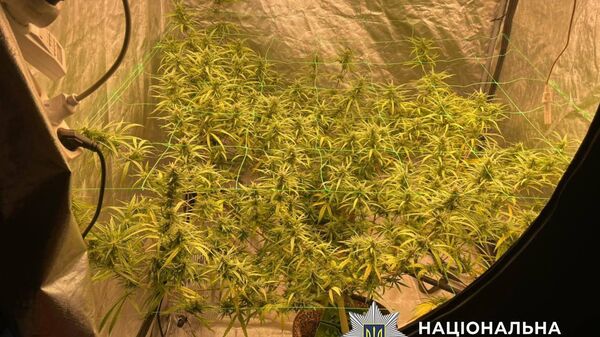 #украина_под_микроскопом: в Киеве кулинарные гении продавали печенье с коноплей