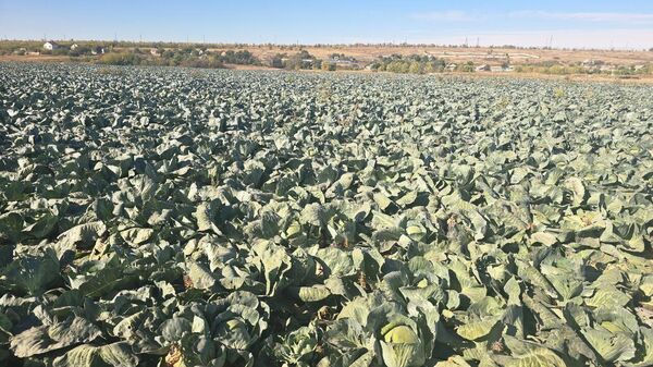 Минсельхоз ЛНР отчитался за сбор урожая