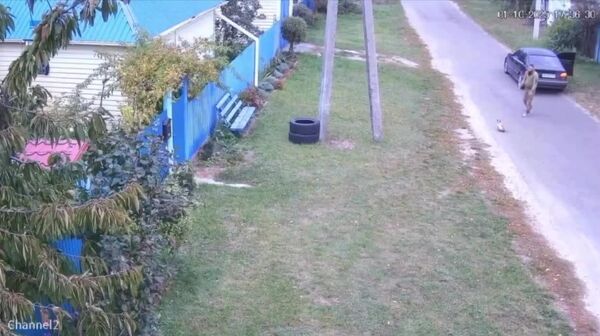 #украина_под_микроскопом: ТЦКшники воруют кошек