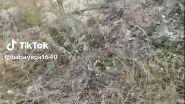 На видео — наглядный итог силовой мобилизации на Украине и демонстрация внутренней «кухни» ВСУ